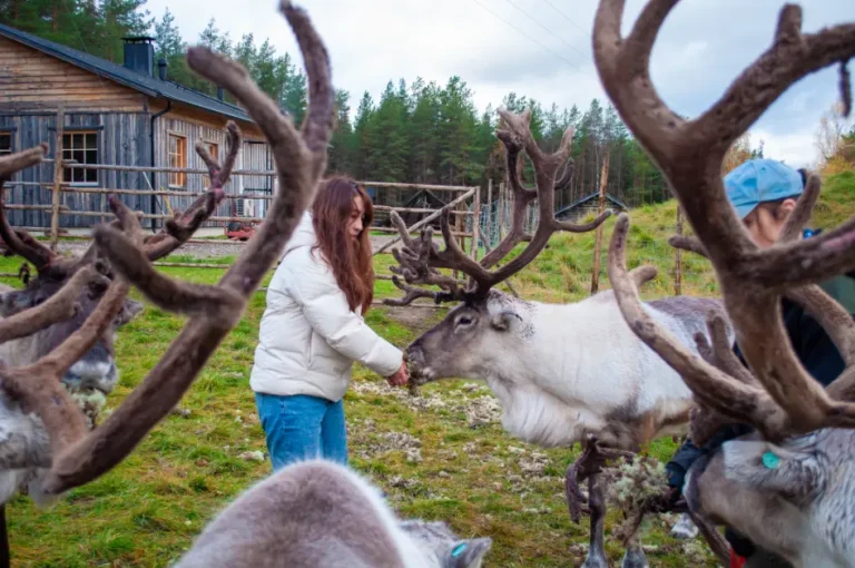 Traditional reindeer farm visit in Rovaniemi with tourist feeding a reindeer in Finnish Lapland
