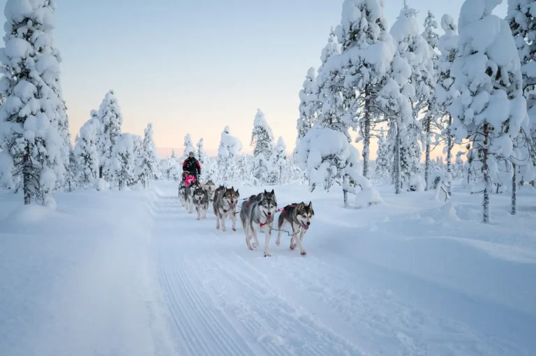 Husky sled ride through snowy landscape during an Arctic safari in Finnish Lapland